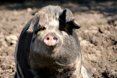 Killikus&reg; Fotographie